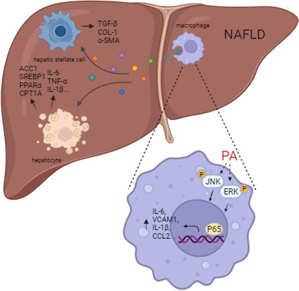 Macrophage-specific FGFR1 deletion alleviates high-fat-diet-induced liver inflammation by inhibiting the MAPKs/TNF pathways