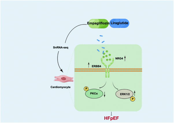 Empagliflozin and liraglutide ameliorate HFpEF in mice via augmenting the Erbb4 signaling pathway