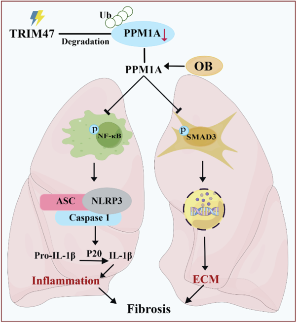 Otilonium bromide ameliorates pulmonary fibrosis in mice through activating phosphatase PPM1A