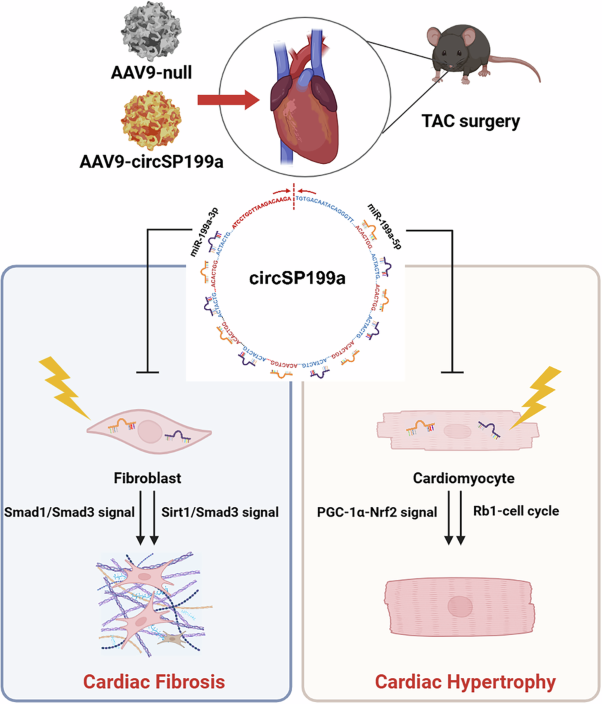 circSP199a, a circularized RNA sponge targeting miR-199a-5p and -3p, mitigates mouse cardiac hypertrophy and fibrosis