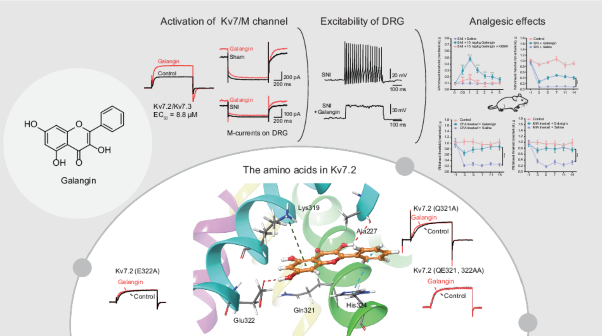 Galangin, a novel Kv7 potassium channel opener, exerts potent antinociceptive effects in multiple chronic pain mouse models