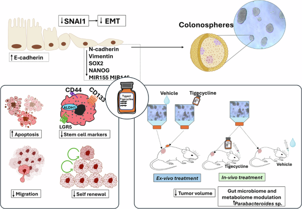 Tigecycline suppresses colon cancer stem cells and impairs tumor engraftment by targeting SNAI1-regulated epithelial-mesenchymal transition