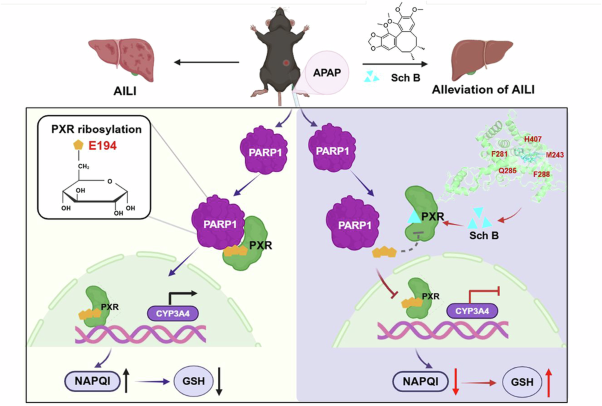 PXR ribosylation at E194 amplifies NAPQI in acetaminophen‒induced liver injury in mice, rescued by Schisandrin B