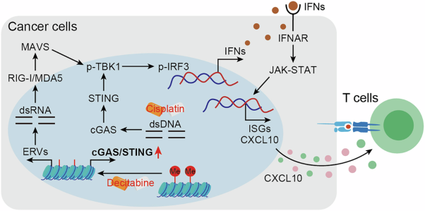 DNMT inhibition epigenetically restores the cGAS-STING pathway and activates RIG-I/MDA5-MAVS to enhance antitumor immunity
