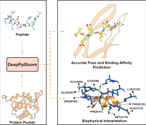 Harnessing deep statistical potential for biophysical scoring of protein-peptide interactions