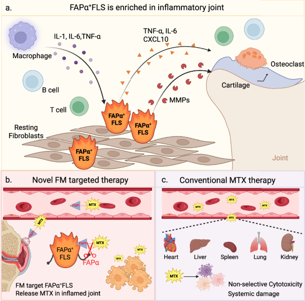 A FAPI-based small-molecule drug conjugate alleviates rheumatoid arthritis by targeting pathogenic FAPα-expressing fibroblasts