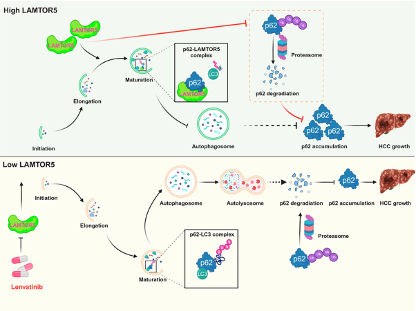 LAMTOR5 promotes hepatoma growth in mice by disrupting LC3-p62-mediated autophagy and preventing p62 proteasome degradation