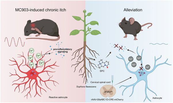 Sophocarpine alleviates chronic itch in mouse atopic dermatitis by inhibiting spinal astrocyte reactivity and pro-inflammatory signaling
