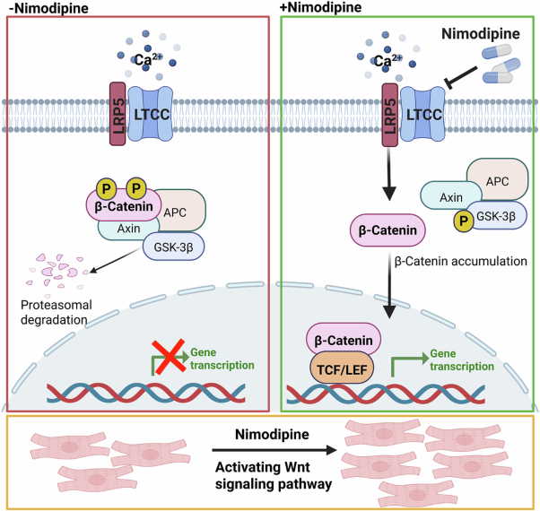 Inhibiting L-type calcium channel promotes cardiomyocyte proliferation through activating the canonical Wnt signaling pathway