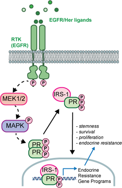 Insulin receptor substrate-1 (IRS-1) mediates progesterone receptor-driven stemness and endocrine resistance in oestrogen receptor+ breast cancer