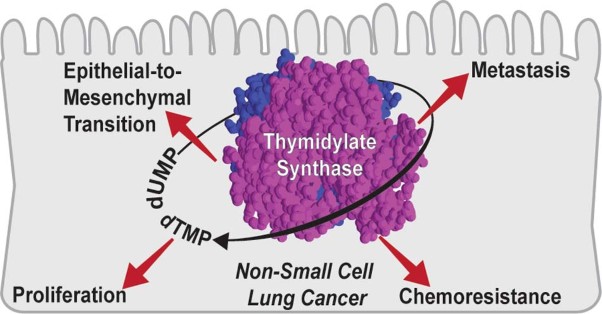Thymidylate synthase drives the phenotypes of epithelial-to-mesenchymal transition in non-small cell lung cancer