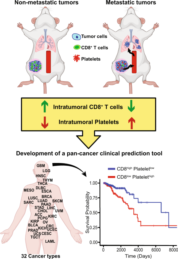 CD8<sup>+</sup> T cells inhibit metastasis and CXCL4 regulates its function