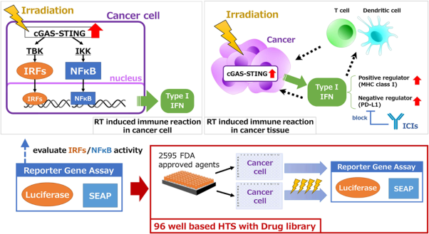 Comprehensive screening for drugs that modify radiation-induced immune responses