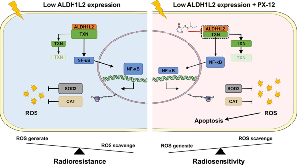 TXN inhibitor impedes radioresistance of colorectal cancer cells with decreased ALDH1L2 expression via TXN/NF-κB signaling pathway