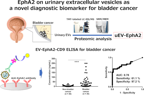 EphA2 on urinary extracellular vesicles as a novel biomarker for bladder cancer diagnosis and its effect on the invasiveness of bladder cancer