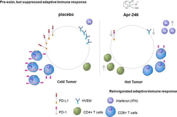 Mutant p53 gain of function mediates cancer immune escape that is counteracted by APR-246