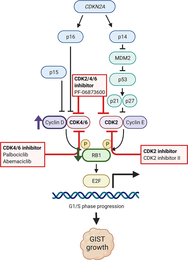 Concurrent inhibition of CDK2 adds to the anti-tumour activity of CDK4/6 inhibition in GIST