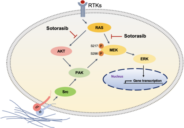 PAK and PI3K pathway activation confers resistance to KRAS<sup>G12C</sup> inhibitor sotorasib