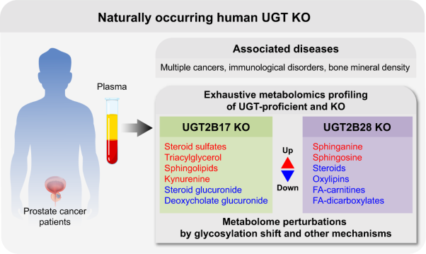 Extensive metabolic consequences of human glycosyltransferase gene knockouts in prostate cancer
