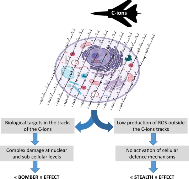 The ‘stealth-bomber’ paradigm for deciphering the tumour response to carbon-ion irradiation