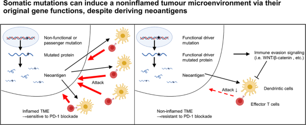 Somatic mutations can induce a noninflamed tumour microenvironment via their original gene functions, despite deriving neoantigens
