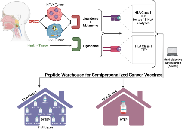 The HLA ligandome of oropharyngeal squamous cell carcinomas reveals shared tumour-exclusive peptides for semi-personalised vaccination