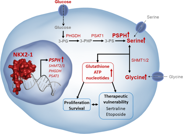 Transcription factor NKX2–1 drives serine and glycine synthesis addiction in cancer