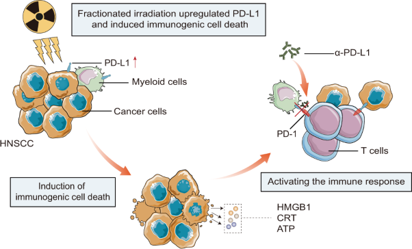 Immunogenic hypofractionated radiotherapy sensitising head and neck squamous cell carcinoma to anti-PD-L1 therapy in MDSC-dependent manner