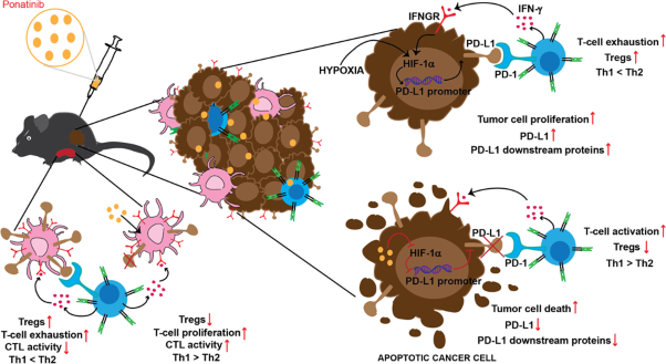 Ponatinib delays the growth of solid tumours by remodelling immunosuppressive tumour microenvironment through the inhibition of induced PD-L1 expression