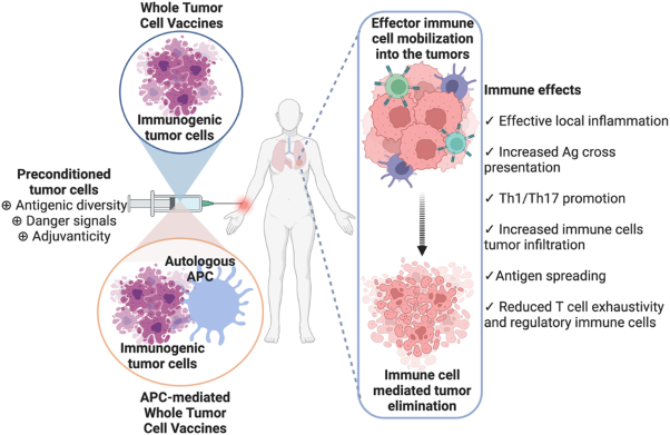 Whole tumour cell-based vaccines: tuning the instruments to orchestrate an optimal antitumour immune response