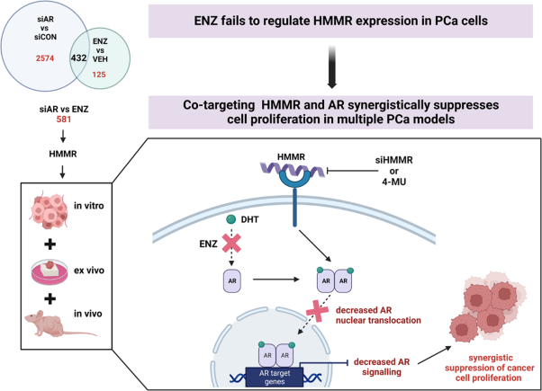 Targeting hyaluronan-mediated motility receptor (HMMR) enhances response to androgen receptor signalling inhibitors in prostate cancer