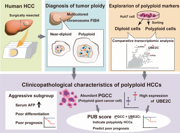 Histological diagnosis of polyploidy discriminates an aggressive subset of hepatocellular carcinomas with poor prognosis