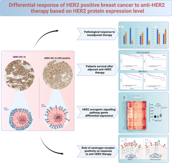 Differential response of HER2-positive breast cancer to anti-HER2 therapy based on HER2 protein expression level