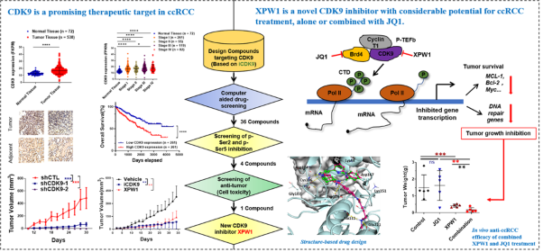 The novel CDK9 inhibitor, XPW1, alone and in combination with BRD4 inhibitor JQ1, for the treatment of clear cell renal cell carcinoma