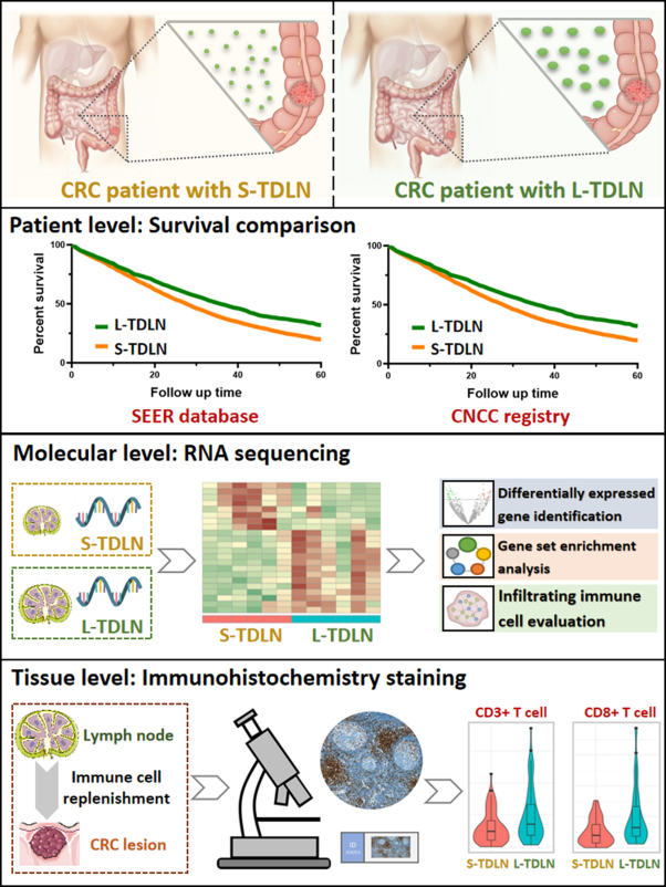 Enlarged tumour-draining lymph node with immune-activated profile predict favourable survival in non-metastatic colorectal cancer