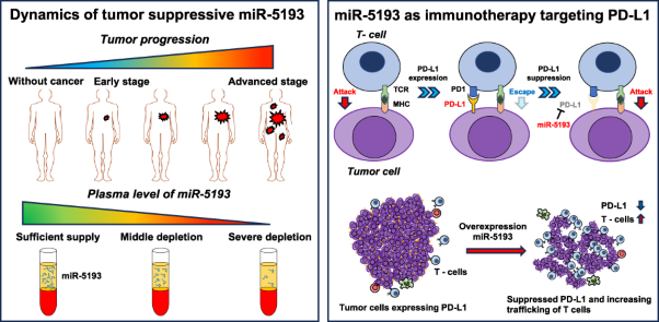 Low blood level of tumour suppressor miR-5193 as a target of immunotherapy to PD-L1 in gastric cancer