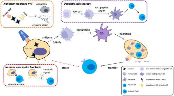 Enhanced antitumour response of gold nanostar-mediated photothermal therapy in combination with immunotherapy in a mouse model of colon carcinoma