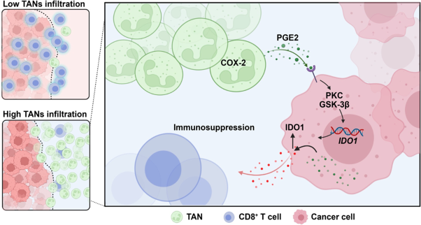 Tumor-associated neutrophils suppress CD8<sup>+</sup> T cell immunity in urothelial bladder carcinoma through the COX-2/PGE2/IDO1 Axis