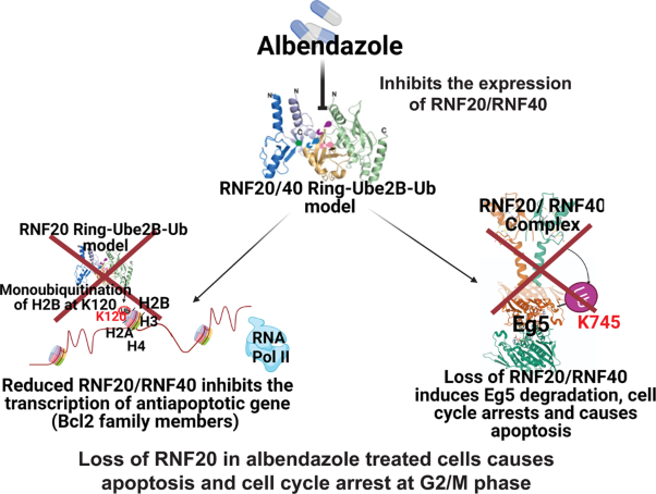 Albendazole inhibits colon cancer progression and therapy resistance by targeting ubiquitin ligase RNF20