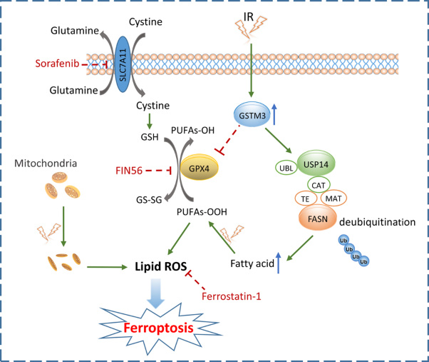 GSTM3 enhances radiosensitivity of nasopharyngeal carcinoma by promoting radiation-induced ferroptosis through USP14/FASN axis and GPX4