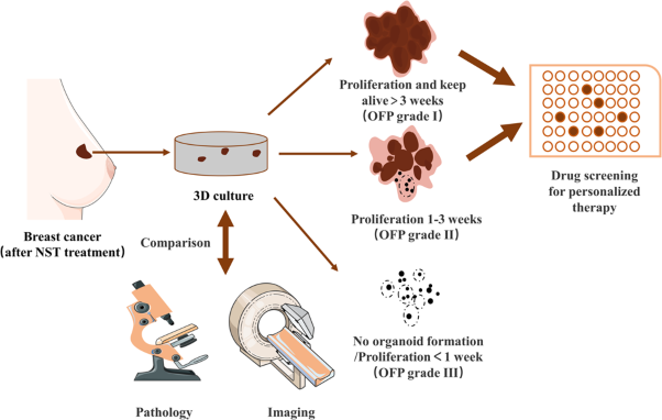 Organoid forming potential as complementary parameter for accurate evaluation of breast cancer neoadjuvant therapeutic efficacy