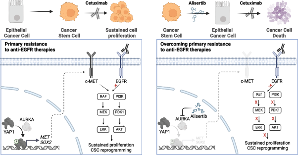 Inhibition of the AURKA/YAP1 axis is a promising therapeutic option for overcoming cetuximab resistance in colorectal cancer stem cells