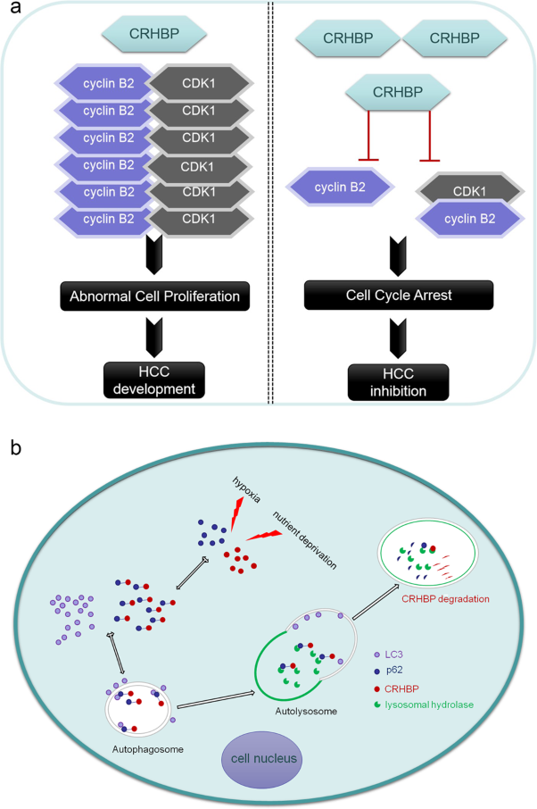 CRHBP is degraded via autophagy and exerts anti-hepatocellular carcinoma effects by reducing cyclin B2 expression and dissociating cyclin B2-CDK1 complex