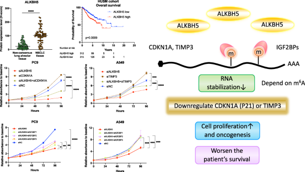 m<sup>6</sup>A demethylase ALKBH5 promotes tumor cell proliferation by destabilizing IGF2BPs target genes and worsens the prognosis of patients with non-small-cell lung cancer