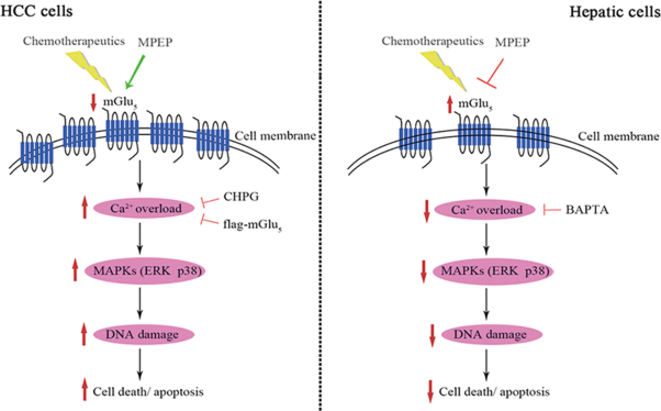 Blocked metabotropic glutamate receptor 5 enhances chemosensitivity in hepatocellular carcinoma and attenuates chemotoxicity in the normal liver by regulating DNA damage