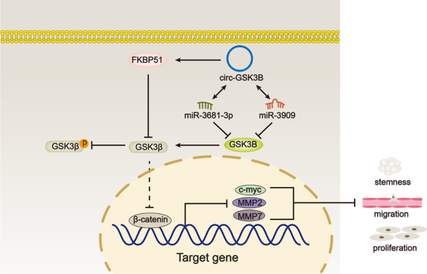 Circ-GSK3B up-regulates GSK3B to suppress the progression of lung adenocarcinoma