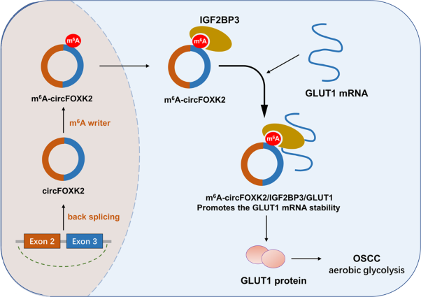 m<sup>6</sup>A-modified circFOXK2 targets GLUT1 to accelerate oral squamous cell carcinoma aerobic glycolysis