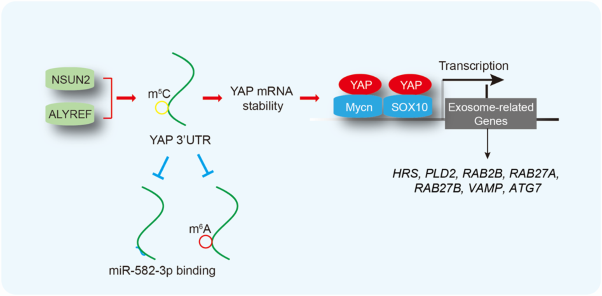YAP 5-methylcytosine modification increases its mRNA stability and promotes the transcription of exosome secretion-related genes in lung adenocarcinoma