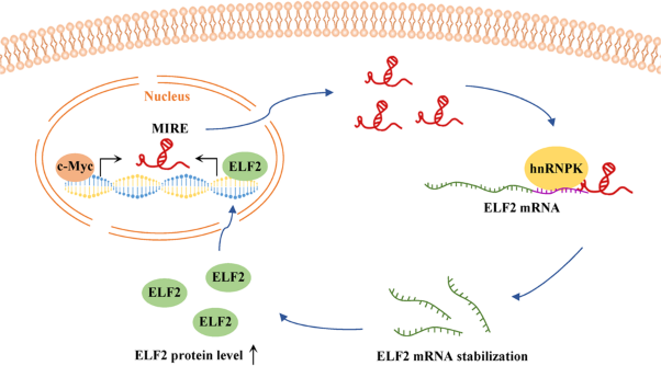 c-Myc-induced long noncoding RNA MIRE cooperates with hnRNPK to stabilize ELF2 mRNA and promotes clear cell renal cell carcinogenesis