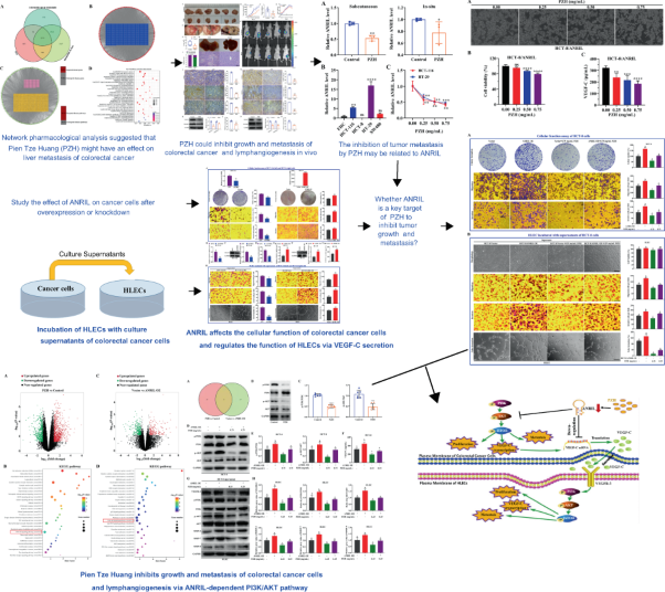 ANRIL promotes the regulation of colorectal cancer on lymphatic endothelial cells via VEGF-C and is the key target for Pien Tze Huang to inhibit cancer metastasis